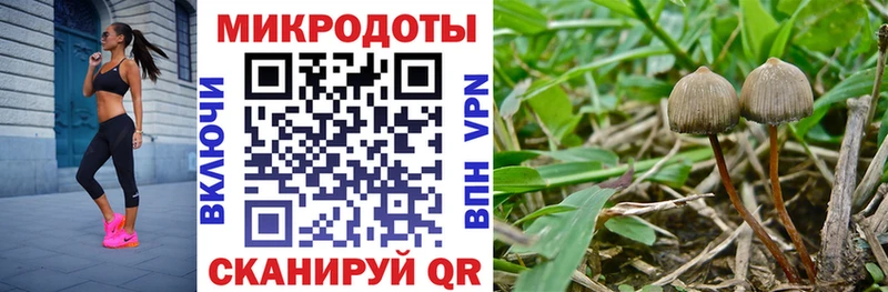 кракен ссылки  Сальск  Псилоцибиновые грибы прущие грибы 